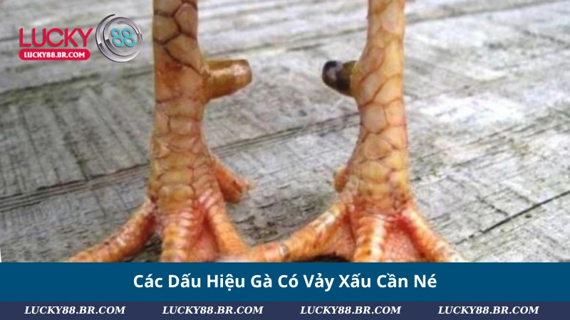 Các Dấu Hiệu Gà Có Vảy Xấu Cần Né