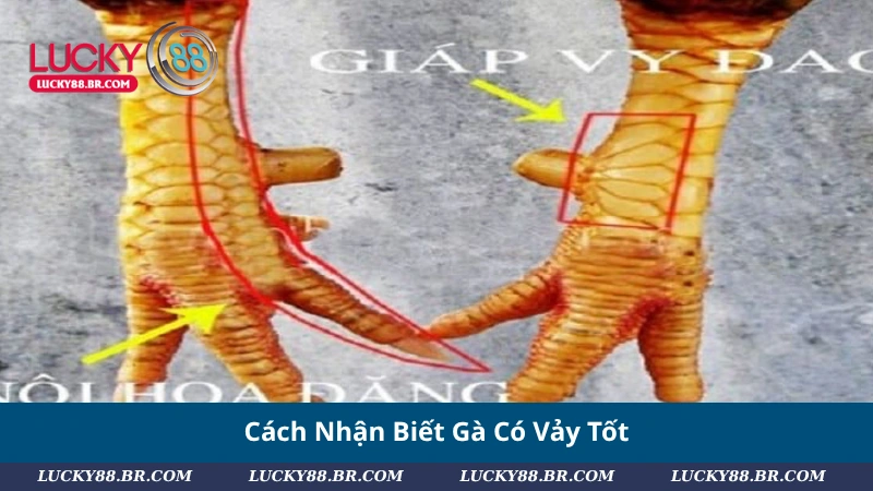 Cách Nhận Biết Gà Có Vảy Tốt