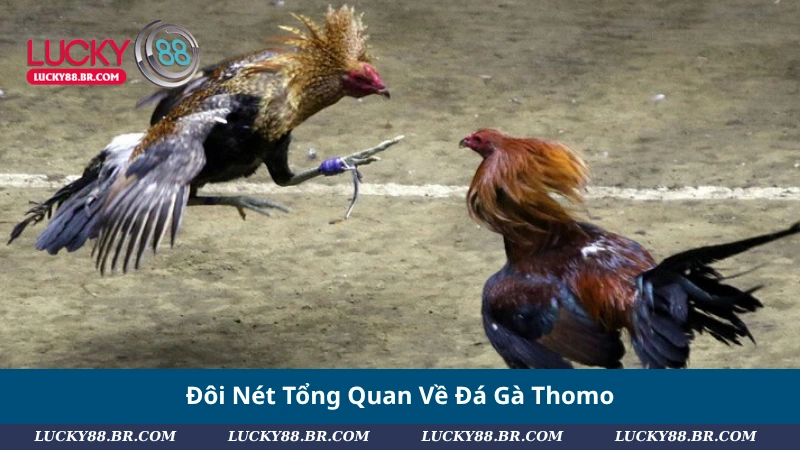 Đôi Nét Tổng Quan Về Đá Gà Thomo
