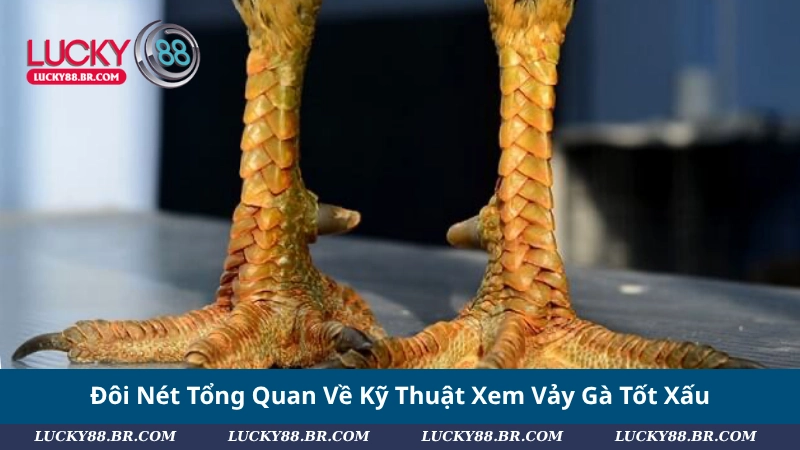 Đôi Nét Tổng Quan Về Kỹ Thuật Xem Vảy Gà Tốt Xấu