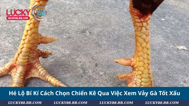 Hé Lộ Bí Kí Cách Chọn Chiến Kê Qua Việc Xem Vảy Gà Tốt Xấu