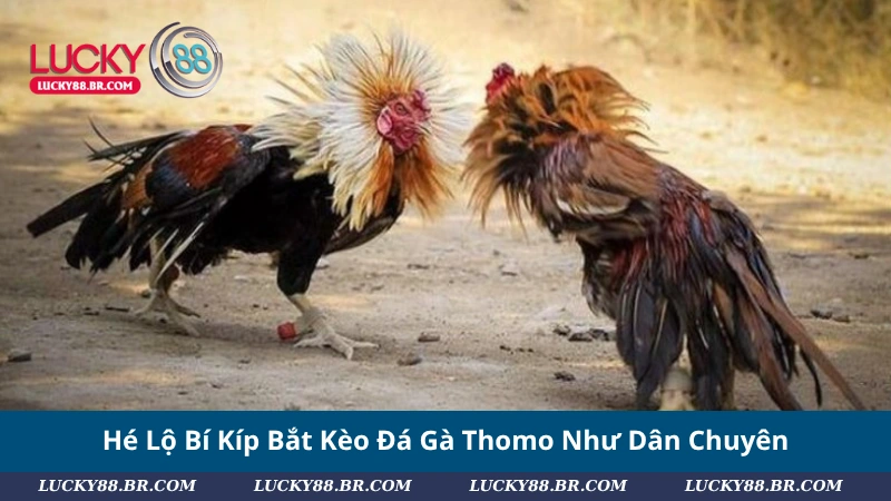 Hé Lộ Bí Kíp Bắt Kèo Đá Gà Thomo Như Dân Chuyên