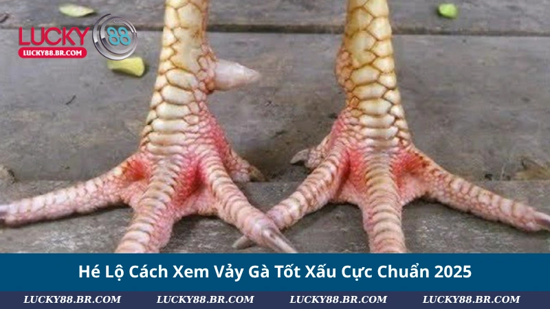 Hé Lộ Cách Xem Vảy Gà Tốt Xấu Cực Chuẩn 2025