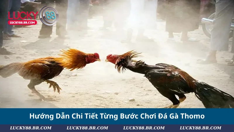 Hướng Dẫn Chi Tiết Từng Bước Chơi Đá Gà Thomo
